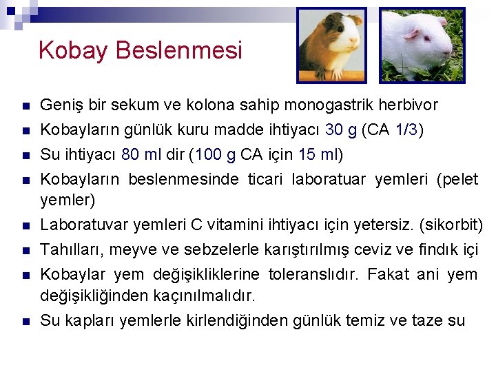 Kobay Beslenmesi n n n n Geniş bir sekum ve kolona sahip monogastrik herbivor