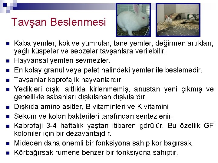 Tavşan Beslenmesi n n n n n Kaba yemler, kök ve yumrular, tane yemler,