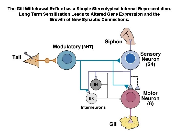 The Gill Withdrawal Reflex has a Simple Stereotypical Internal Representation. Long Term Sensitization Leads