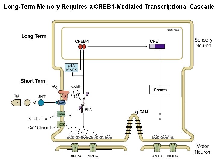 Long-Term Memory Requires a CREB 1 -Mediated Transcriptional Cascade 