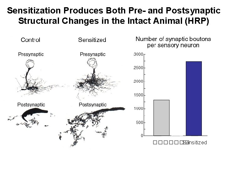 Sensitization Produces Both Pre- and Postsynaptic Structural Changes in the Intact Animal (HRP) �������