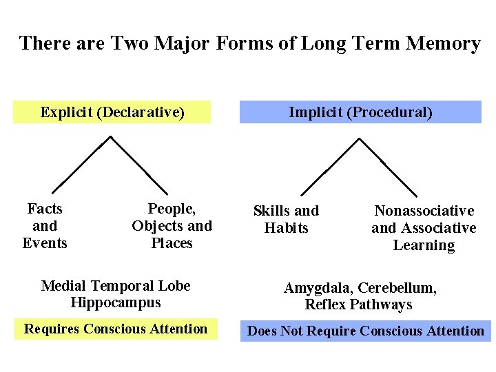 There are Two Major Forms of Long Term Memory Explicit (Declarative) Facts and Events