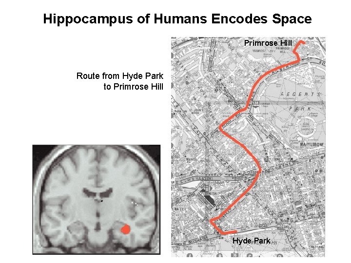 Hippocampus of Humans Encodes Space Primrose Hill Route from Hyde Park to Primrose Hill