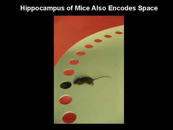 Hippocampus of Mice Also Encodes Space 