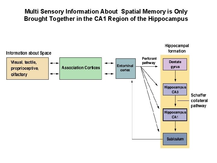 Multi Sensory Information About Spatial Memory is Only Brought Together in the CA 1