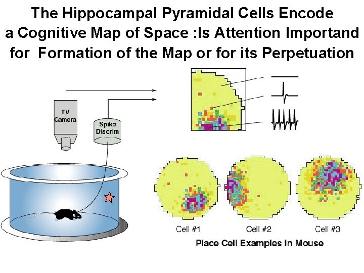 The Hippocampal Pyramidal Cells Encode a Cognitive Map of Space : Is Attention Importand