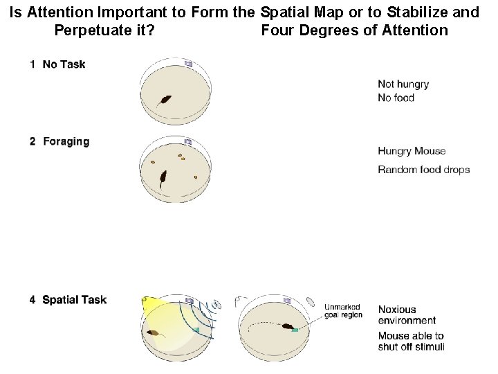 Is Attention Important to Form the Spatial Map or to Stabilize and Perpetuate it?