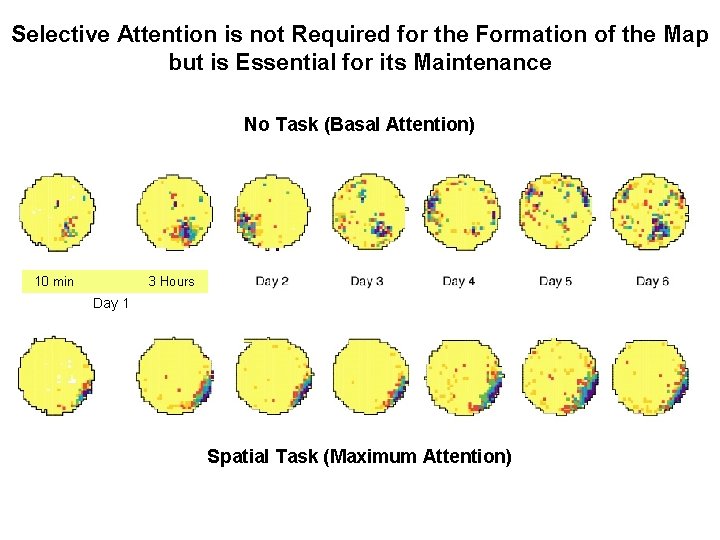 Selective Attention is not Required for the Formation of the Map but is Essential