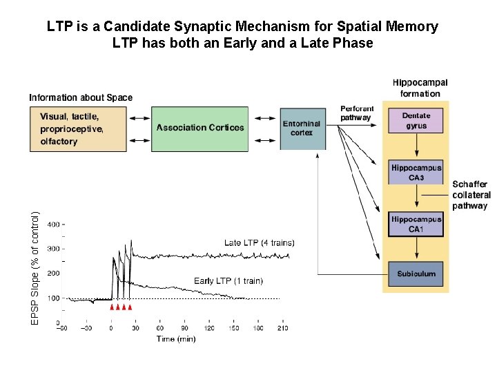 EPSP Slope (% of control) LTP is a Candidate Synaptic Mechanism for Spatial Memory