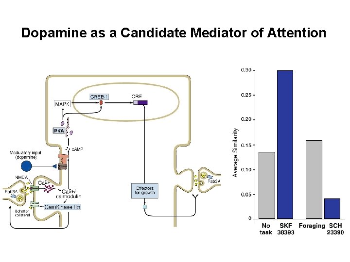 Dopamine as a Candidate Mediator of Attention 