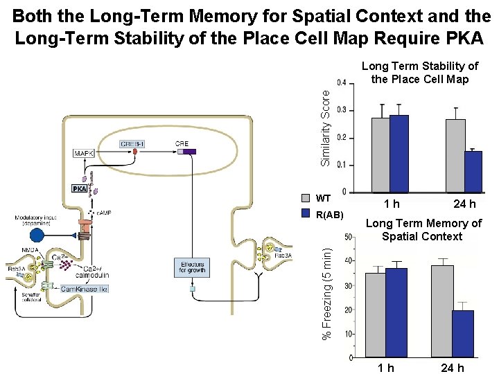 Both the Long-Term Memory for Spatial Context and the Long-Term Stability of the Place