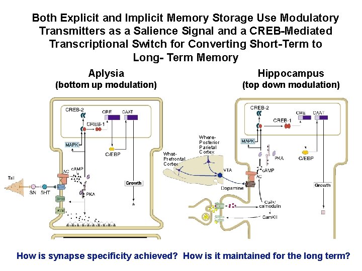 Both Explicit and Implicit Memory Storage Use Modulatory Transmitters as a Salience Signal and