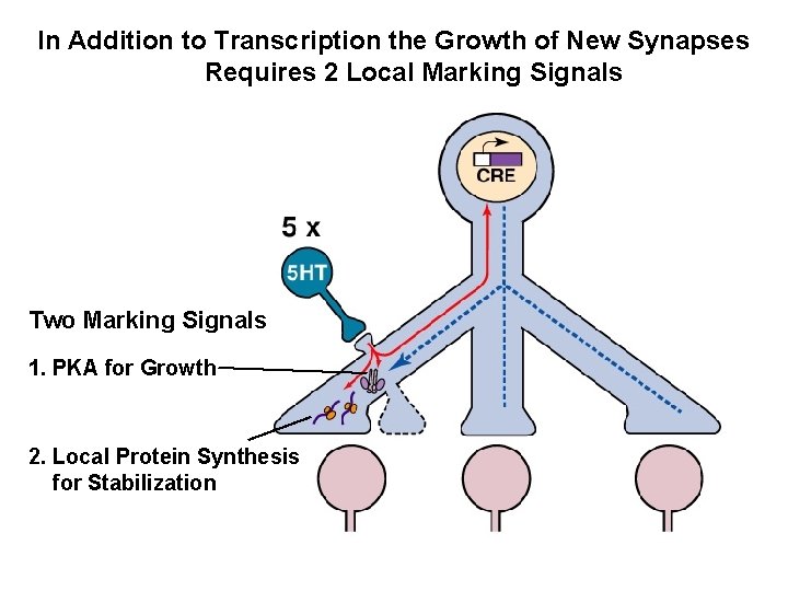 In Addition to Transcription the Growth of New Synapses Requires 2 Local Marking Signals