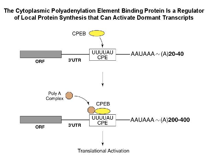 The Cytoplasmic Polyadenylation Element Binding Protein Is a Regulator of Local Protein Synthesis that