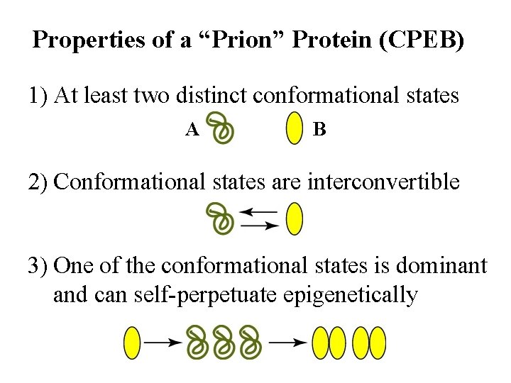 Properties of a “Prion” Protein (CPEB) 1) At least two distinct conformational states A