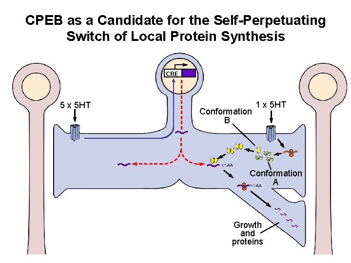 CPEB as a Candidate for the Self-Perpetuating Switch of Local Protein Synthesis CRE 5