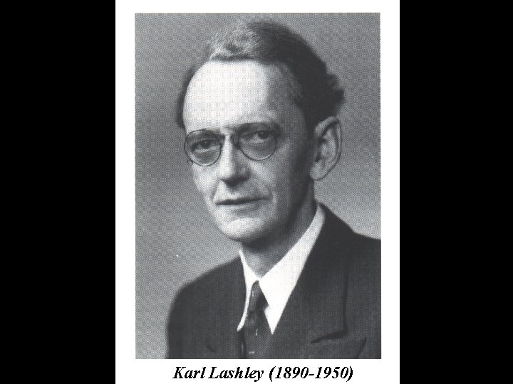 Karl Lashley (1890 -1950) 