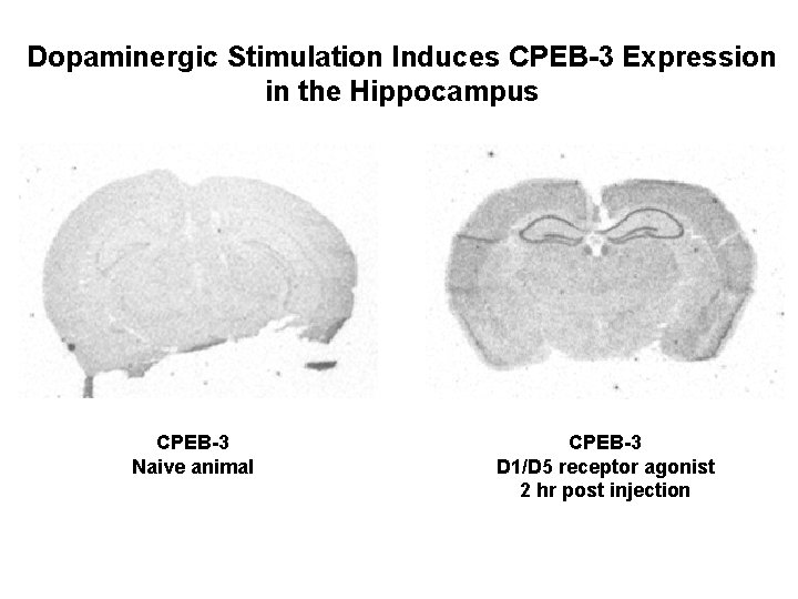 Dopaminergic Stimulation Induces CPEB-3 Expression in the Hippocampus CPEB-3 Naive animal CPEB-3 D 1/D