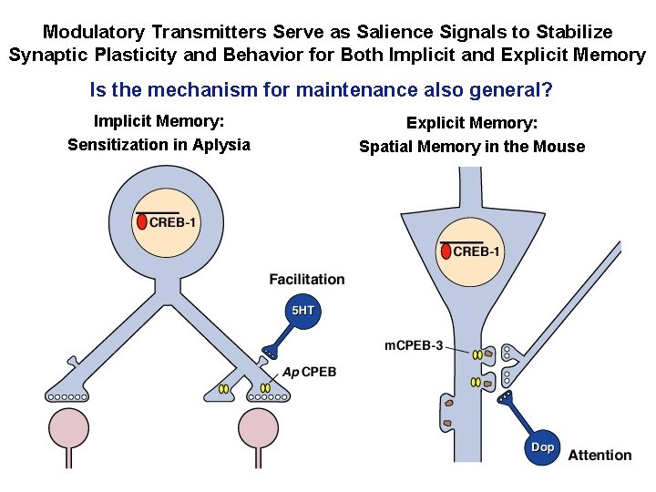 Modulatory Transmitters Serve as Salience Signals to Stabilize Synaptic Plasticity and Behavior for Both