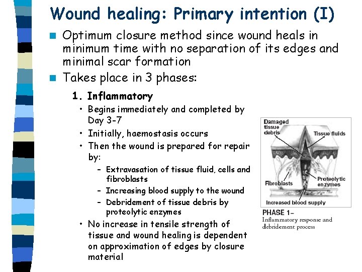 Wound healing: Primary intention (I) Optimum closure method since wound heals in minimum time Wound healing: Primary intention (I) Optimum closure method since wound heals in minimum time
