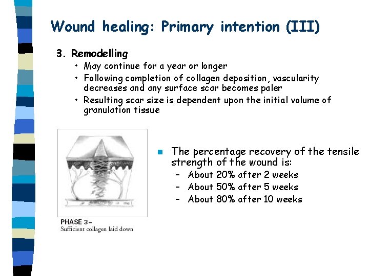 Wound healing: Primary intention (III) 3. Remodelling • May continue for a year or Wound healing: Primary intention (III) 3. Remodelling • May continue for a year or