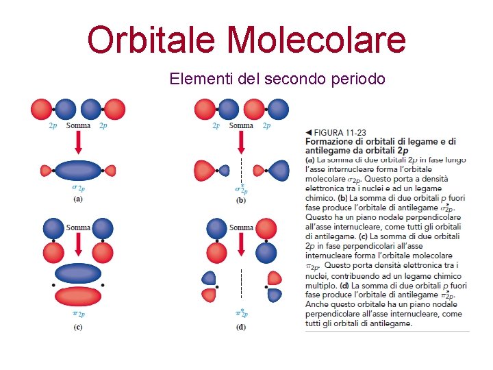 Orbitale Molecolare Elementi del secondo periodo 