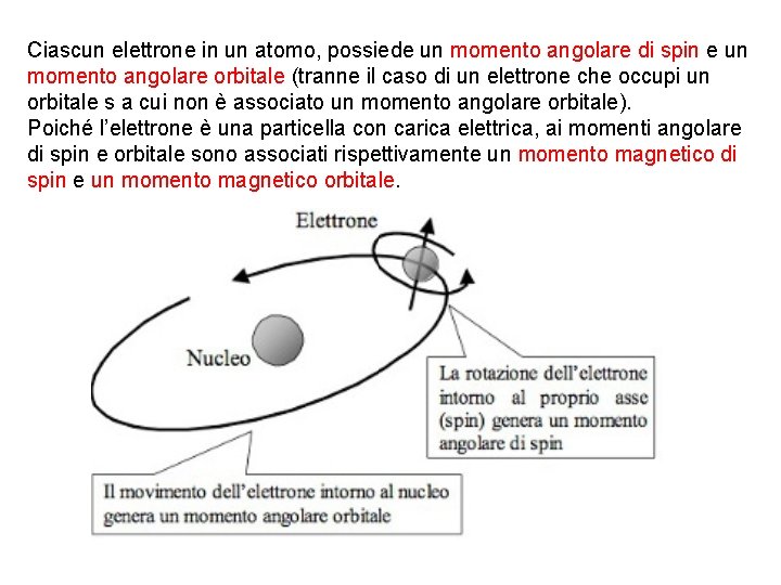 Ciascun elettrone in un atomo, possiede un momento angolare di spin e un momento