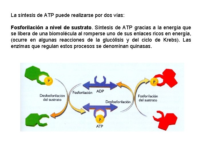 La síntesis de ATP puede realizarse por dos vías: Fosforilación a nivel de sustrato.