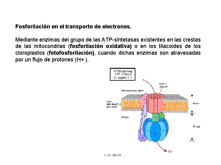 Fosforilación en el transporte de electrones. Mediante enzimas del grupo de las ATP-sintetasas existentes