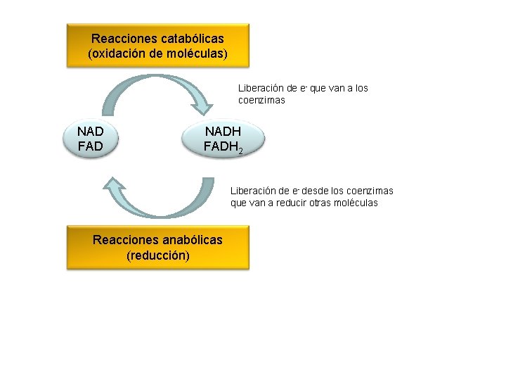 Reacciones catabólicas (oxidación de moléculas) Liberación de e- que van a los coenzimas NAD