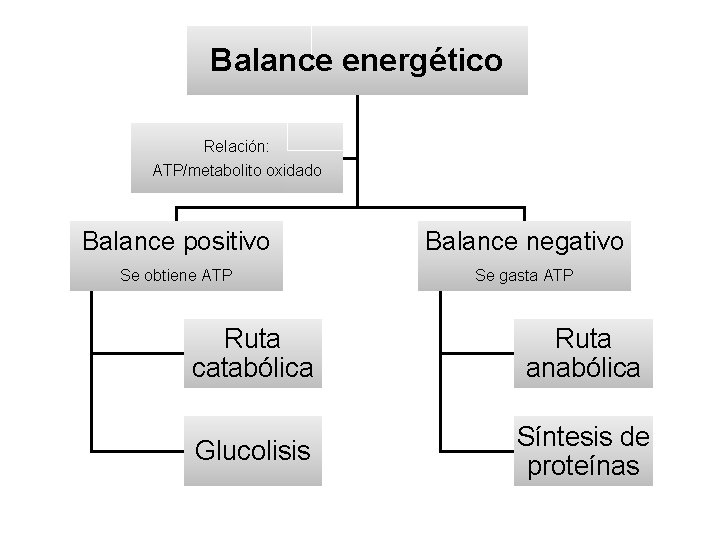 Balance energético Relación: ATP/metabolito oxidado Balance positivo Balance negativo Se obtiene ATP Se gasta