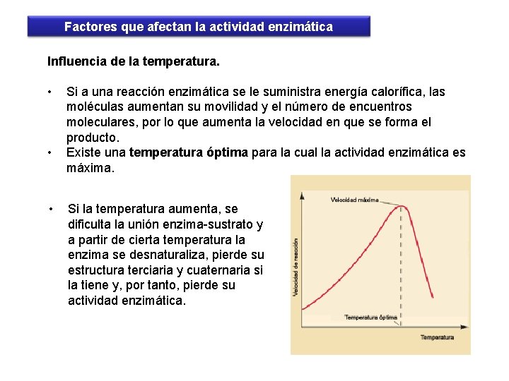 Factores que afectan la actividad enzimática Influencia de la temperatura. • • • Si