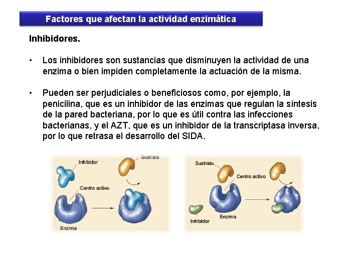 Factores que afectan la actividad enzimática Inhibidores. • Los inhibidores son sustancias que disminuyen