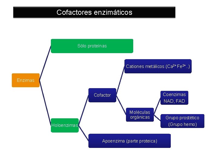 Cofactores enzimáticos Sólo proteínas Cationes metálicos (Ca 2+ Fe 2+. . ) Enzimas Coenzimas