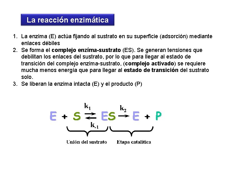 La reacción enzimática 1. La enzima (E) actúa fijando al sustrato en su superficie