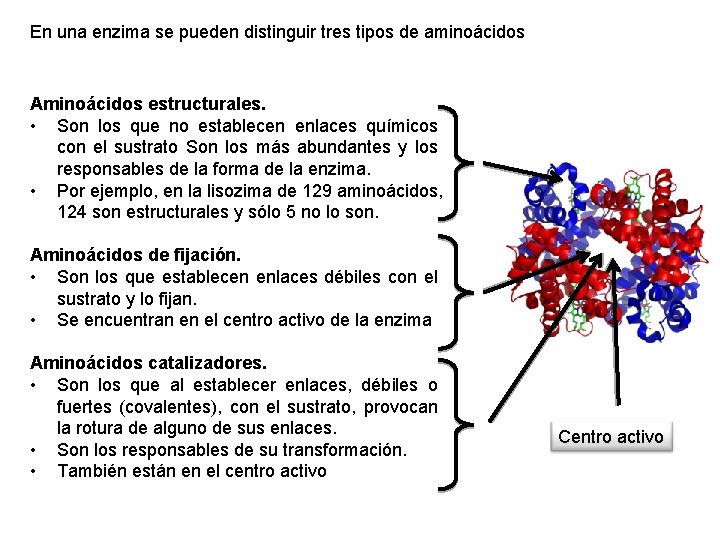 En una enzima se pueden distinguir tres tipos de aminoácidos Aminoácidos estructurales. • Son