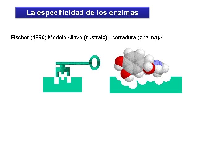 La especificidad de los enzimas Fischer (1890) Modelo «llave (sustrato) - cerradura (enzima)» 