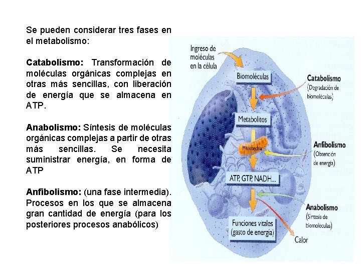 Se pueden considerar tres fases en el metabolismo: Catabolismo: Transformación de moléculas orgánicas complejas