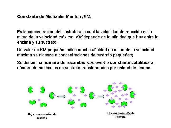 Constante de Michaelis-Menten (KM). Es la concentración del sustrato a la cual la velocidad