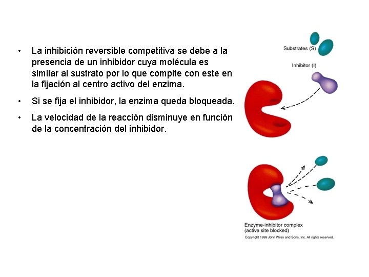  • La inhibición reversible competitiva se debe a la presencia de un inhibidor