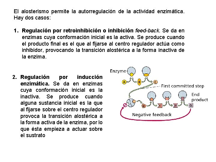 El alosterismo permite la autorregulación de la actividad enzimática. Hay dos casos: 1. Regulación