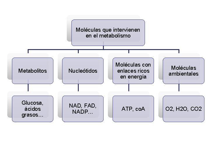 Moléculas que intervienen en el metabolismo Metabolitos Nucleótidos Moléculas con enlaces ricos en energía