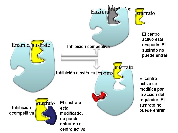 Enzima inhibidor sustrato Enzima sustrato Inhibición competitiva Inhibición alostérica Enzima Inhibición acompetitiva sustrato El