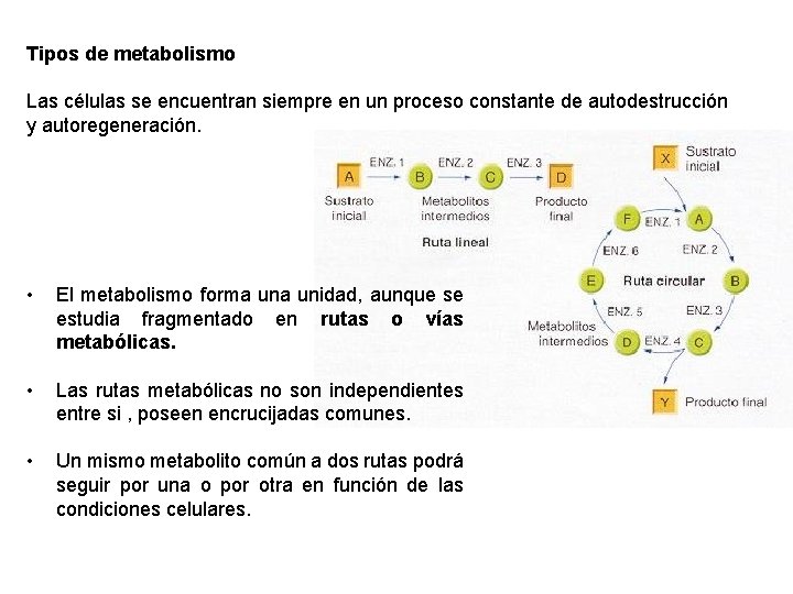 Tipos de metabolismo Las células se encuentran siempre en un proceso constante de autodestrucción