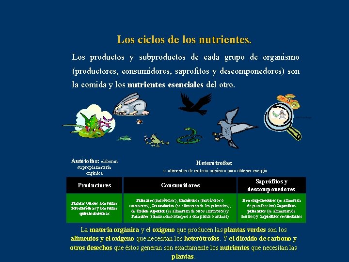 Los ciclos de los nutrientes. Los productos y subproductos de cada grupo de organismo