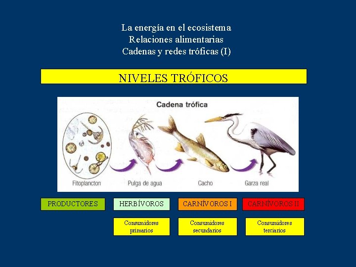 La energía en el ecosistema Relaciones alimentarias Cadenas y redes tróficas (I) NIVELES TRÓFICOS