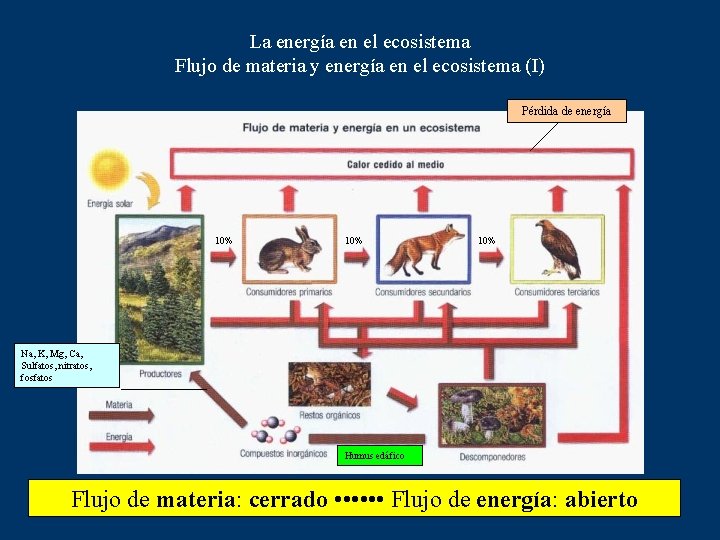 La energía en el ecosistema Flujo de materia y energía en el ecosistema (I)