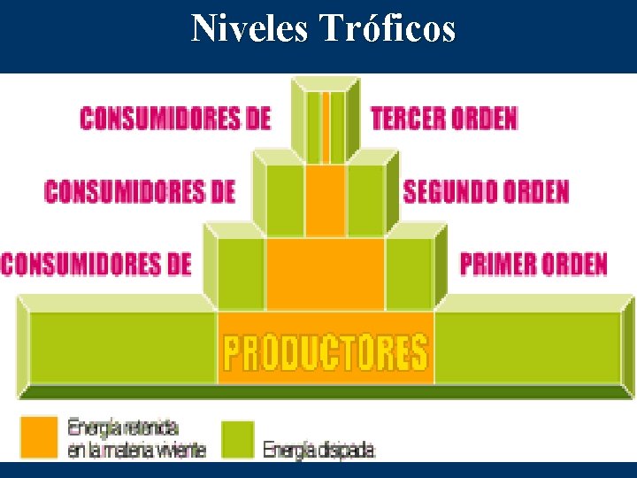 Niveles Tróficos 