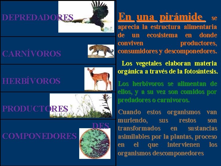  DEPREDADORES En una pirámide se aprecia la estructura alimentaria de un ecosistema en