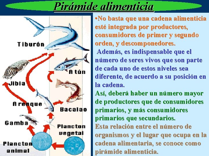 Pirámide alimenticia • No basta que una cadena alimenticia esté integrada por productores, consumidores